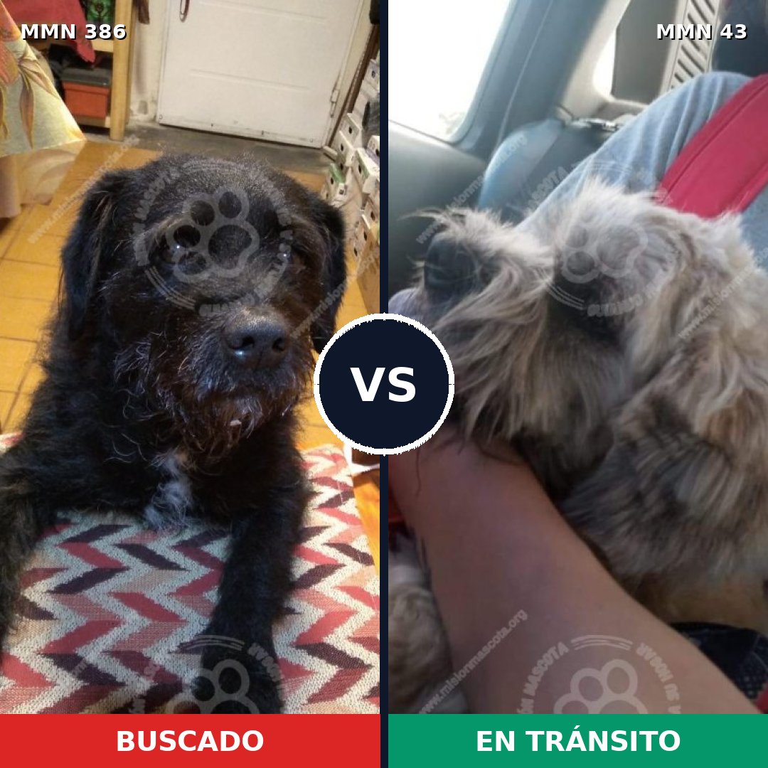 Comparativa MMS 7346: mascota perdida y mascota encontrada, 59% de similitud