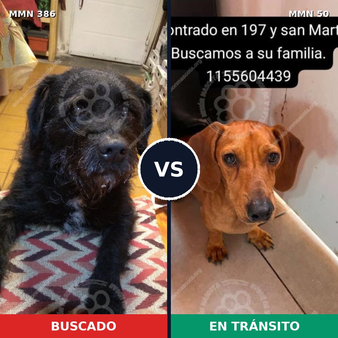 Comparativa MMS 7347: mascota perdida y mascota encontrada, 29% de similitud