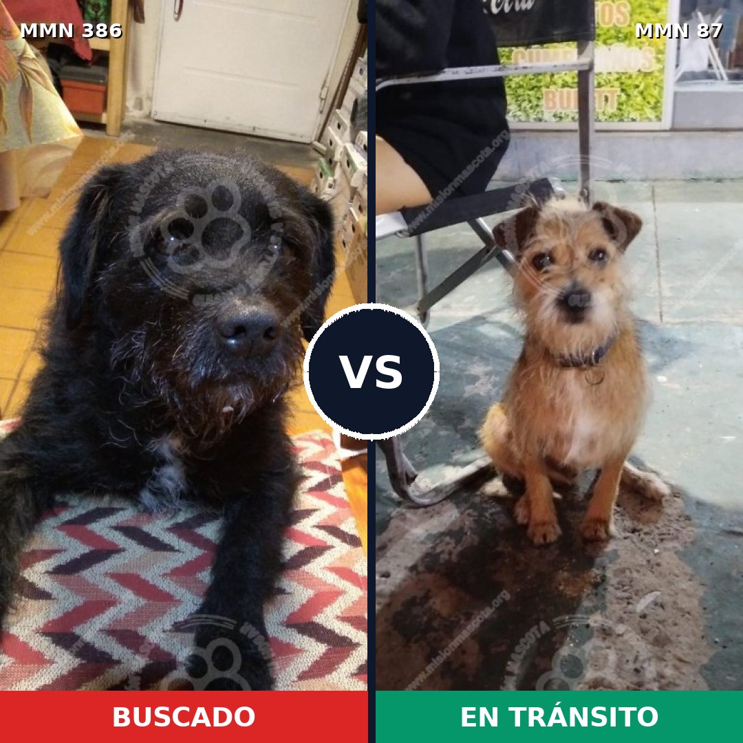 Comparativa MMS 7349: mascota perdida y mascota encontrada, 76% de similitud