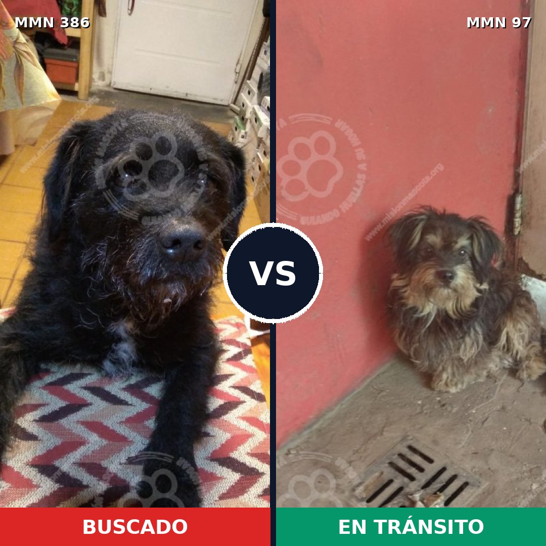 Comparativa MMS 7351: mascota perdida y mascota encontrada, 65% de similitud