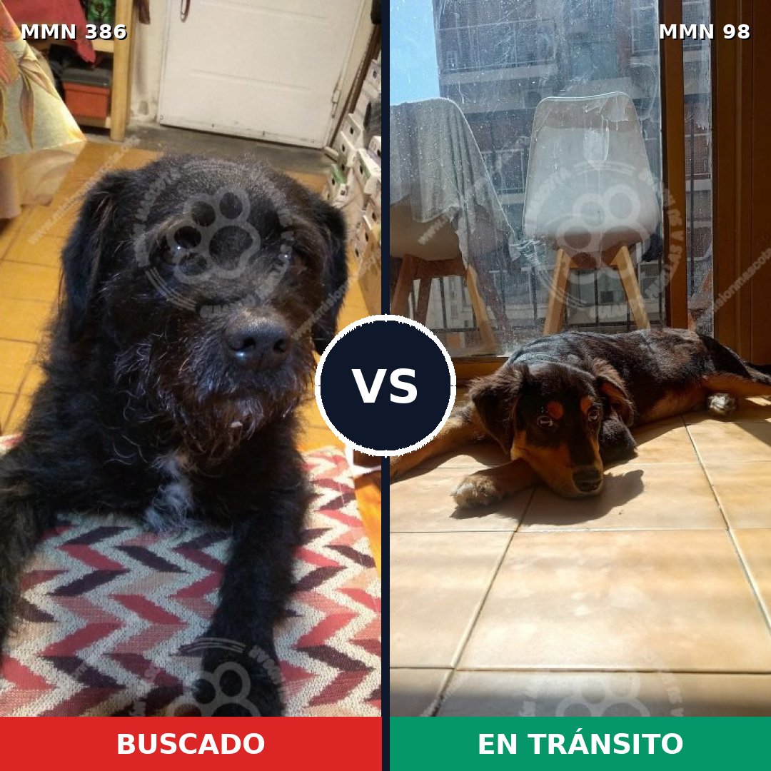Comparativa MMS 7352: mascota perdida y mascota encontrada, 76% de similitud