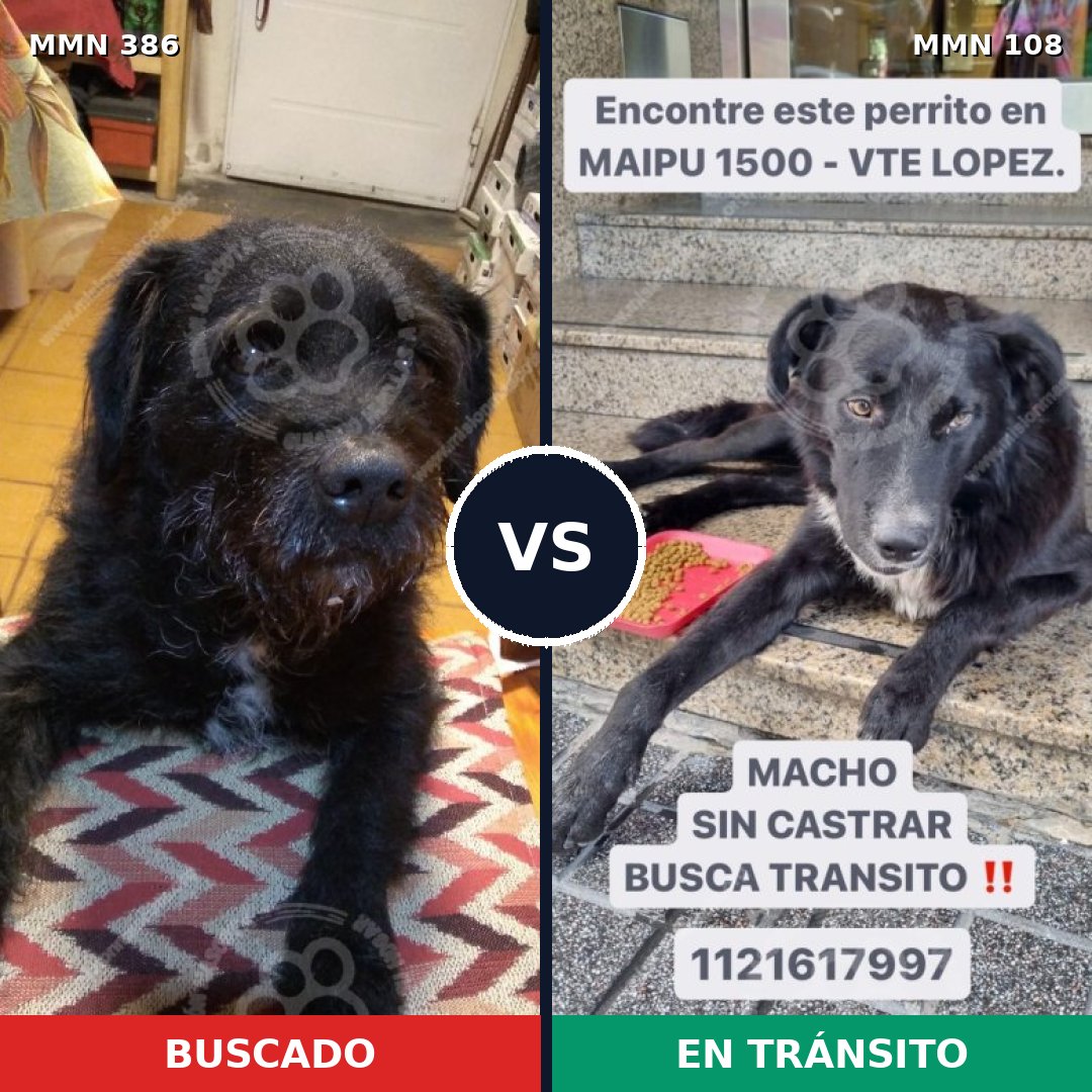 Comparativa MMS 7354: mascota perdida y mascota encontrada, 86% de similitud