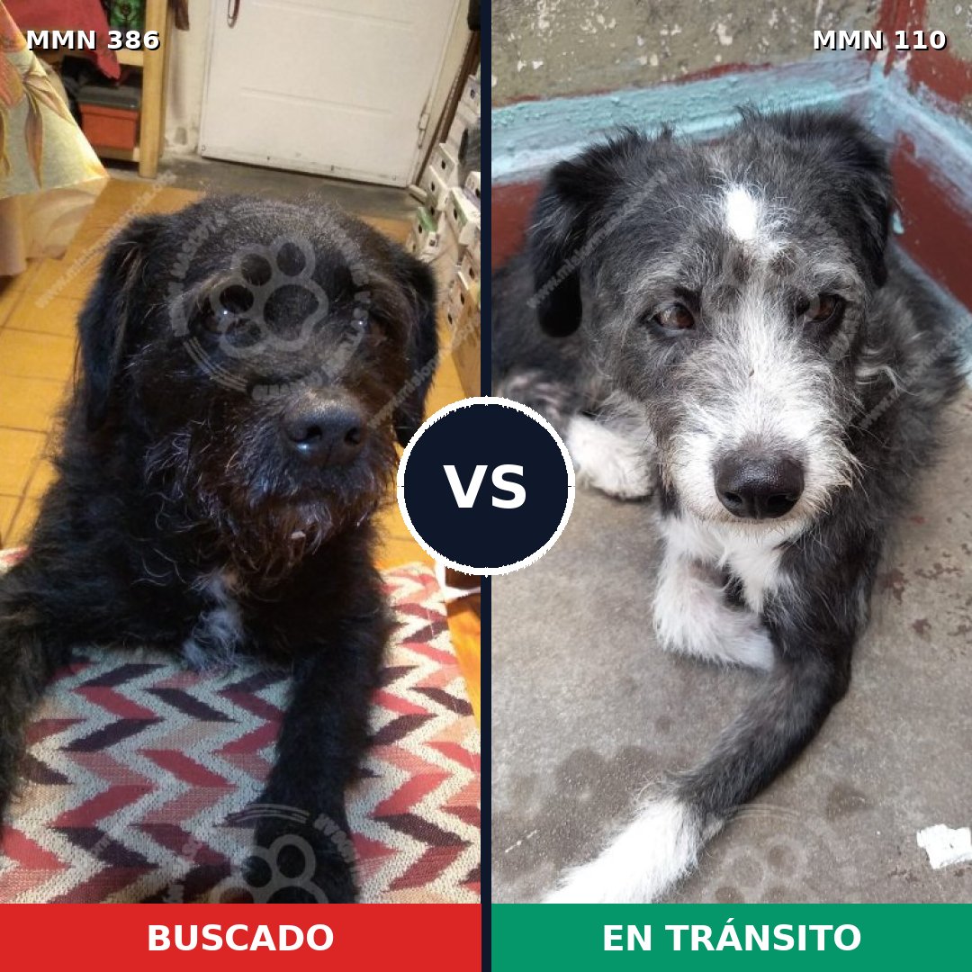 Comparativa MMS 7355: mascota perdida y mascota encontrada, 88% de similitud