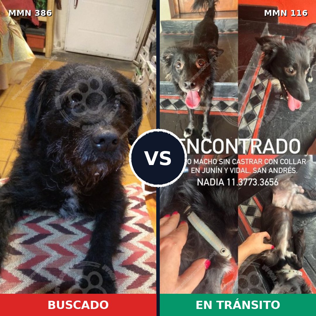 Comparativa MMS 7356: mascota perdida y mascota encontrada, 87% de similitud