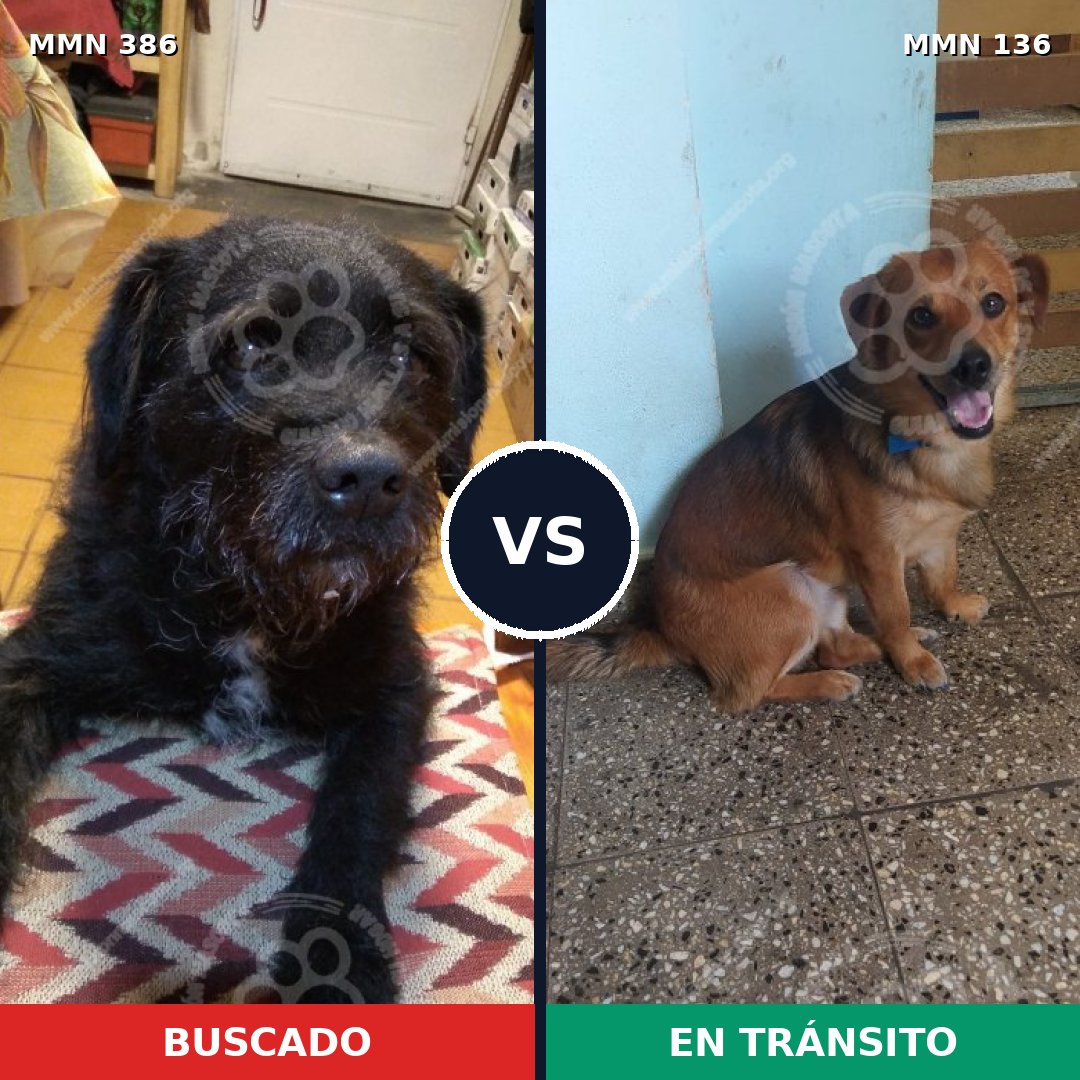 Comparativa MMS 7357: mascota perdida y mascota encontrada, 68% de similitud