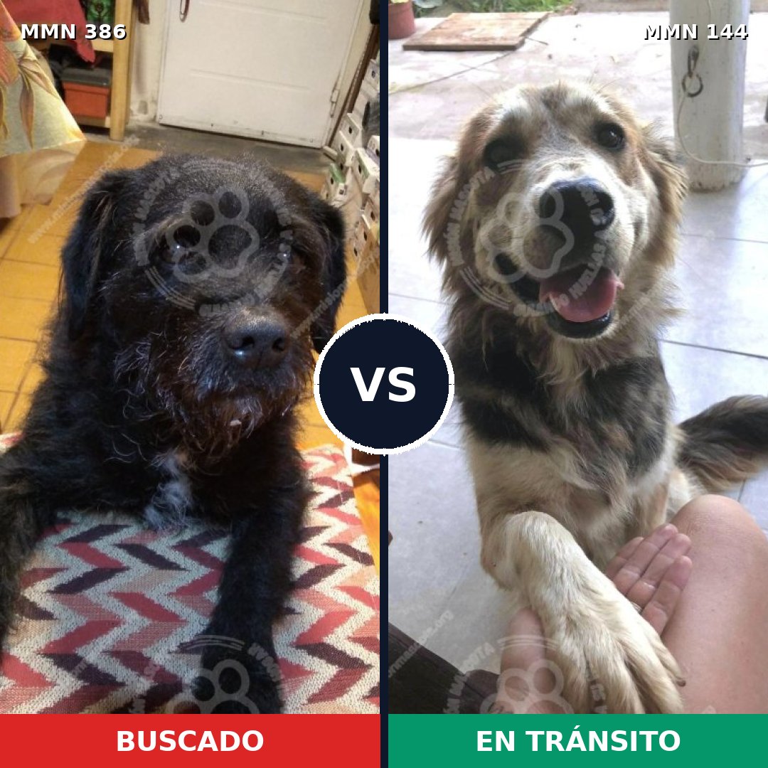 Comparativa MMS 7358: mascota perdida y mascota encontrada, 74% de similitud