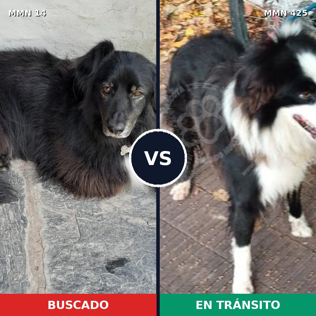 Comparativa MMS 736: mascota perdida y mascota encontrada, 82% de similitud