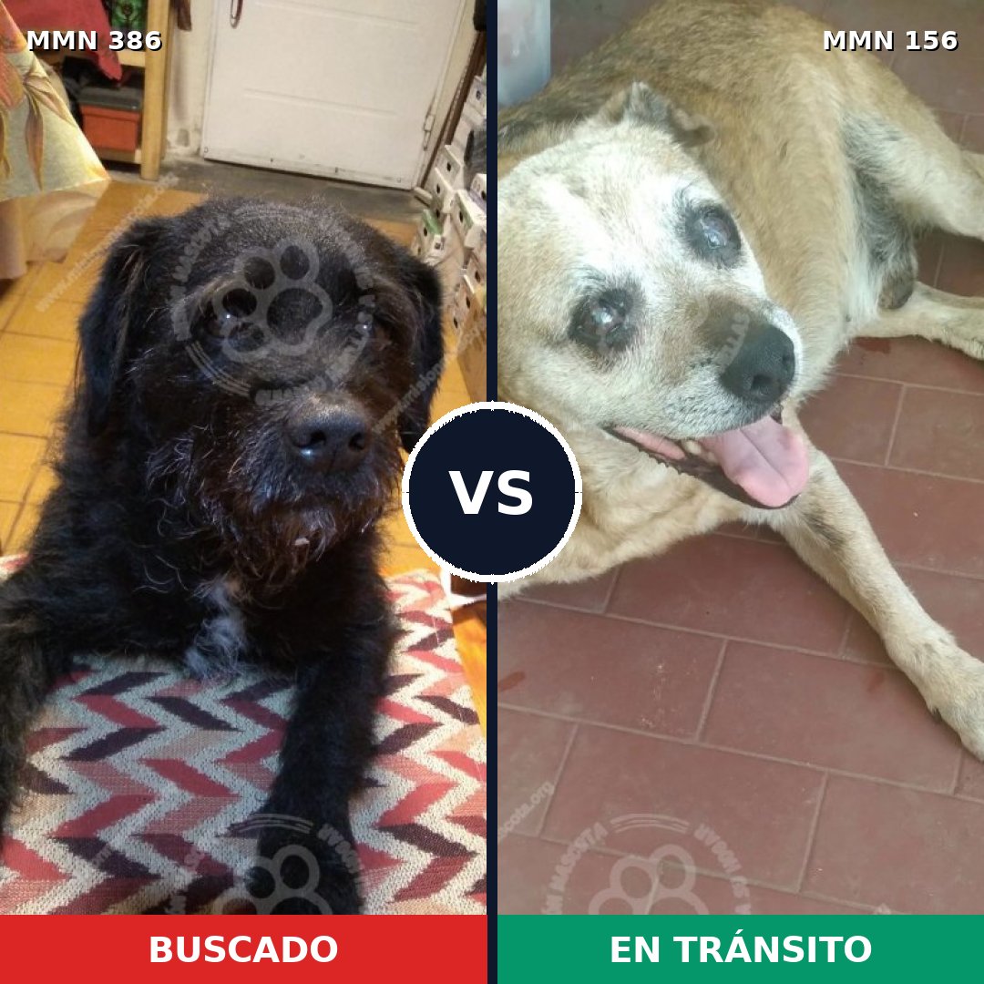 Comparativa MMS 7360: mascota perdida y mascota encontrada, 73% de similitud