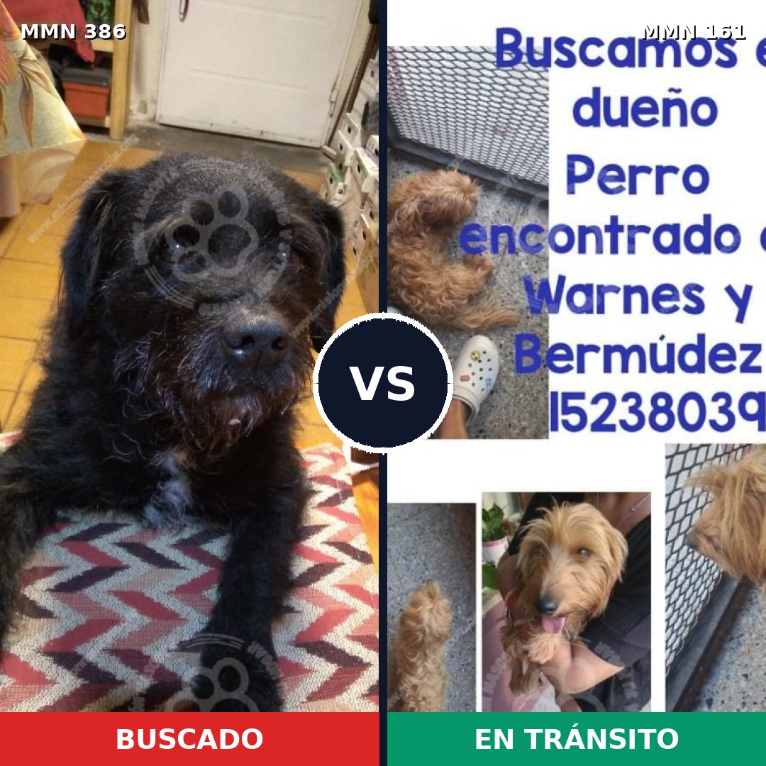 Comparativa MMS 7361: mascota perdida y mascota encontrada, 70% de similitud