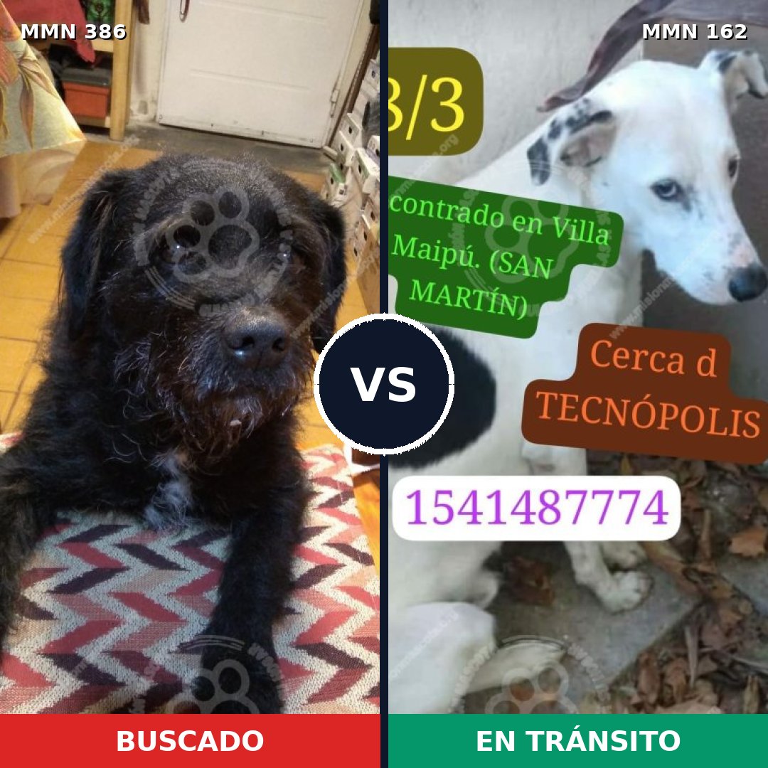 Comparativa MMS 7362: mascota perdida y mascota encontrada, 76% de similitud