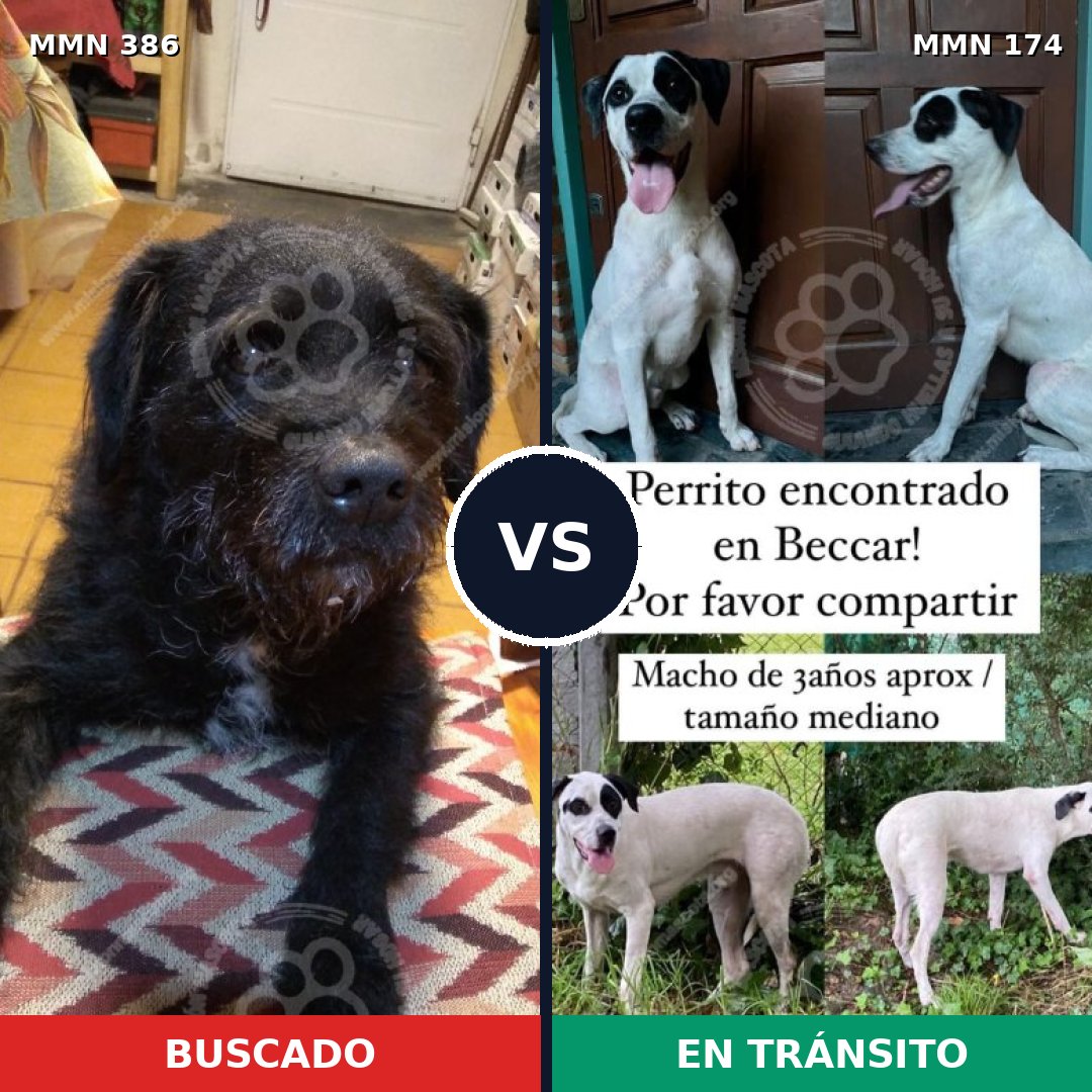 Comparativa MMS 7363: mascota perdida y mascota encontrada, 74% de similitud