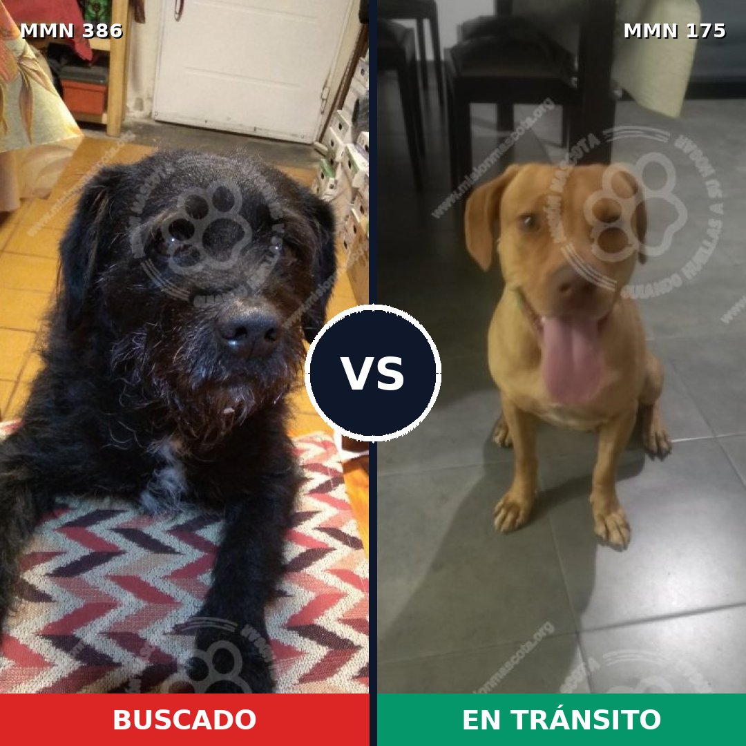 Comparativa MMS 7364: mascota perdida y mascota encontrada, 68% de similitud