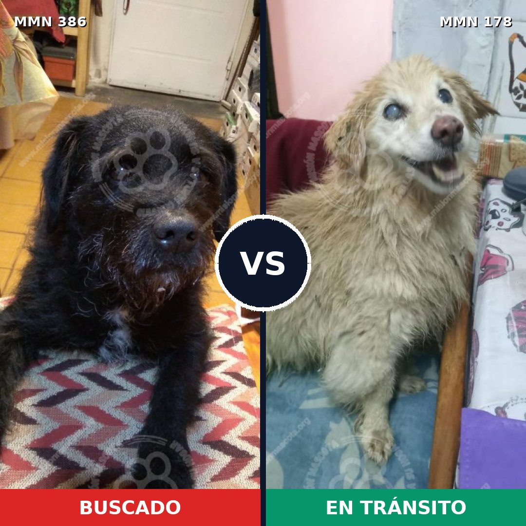 Comparativa MMS 7365: mascota perdida y mascota encontrada, 77% de similitud