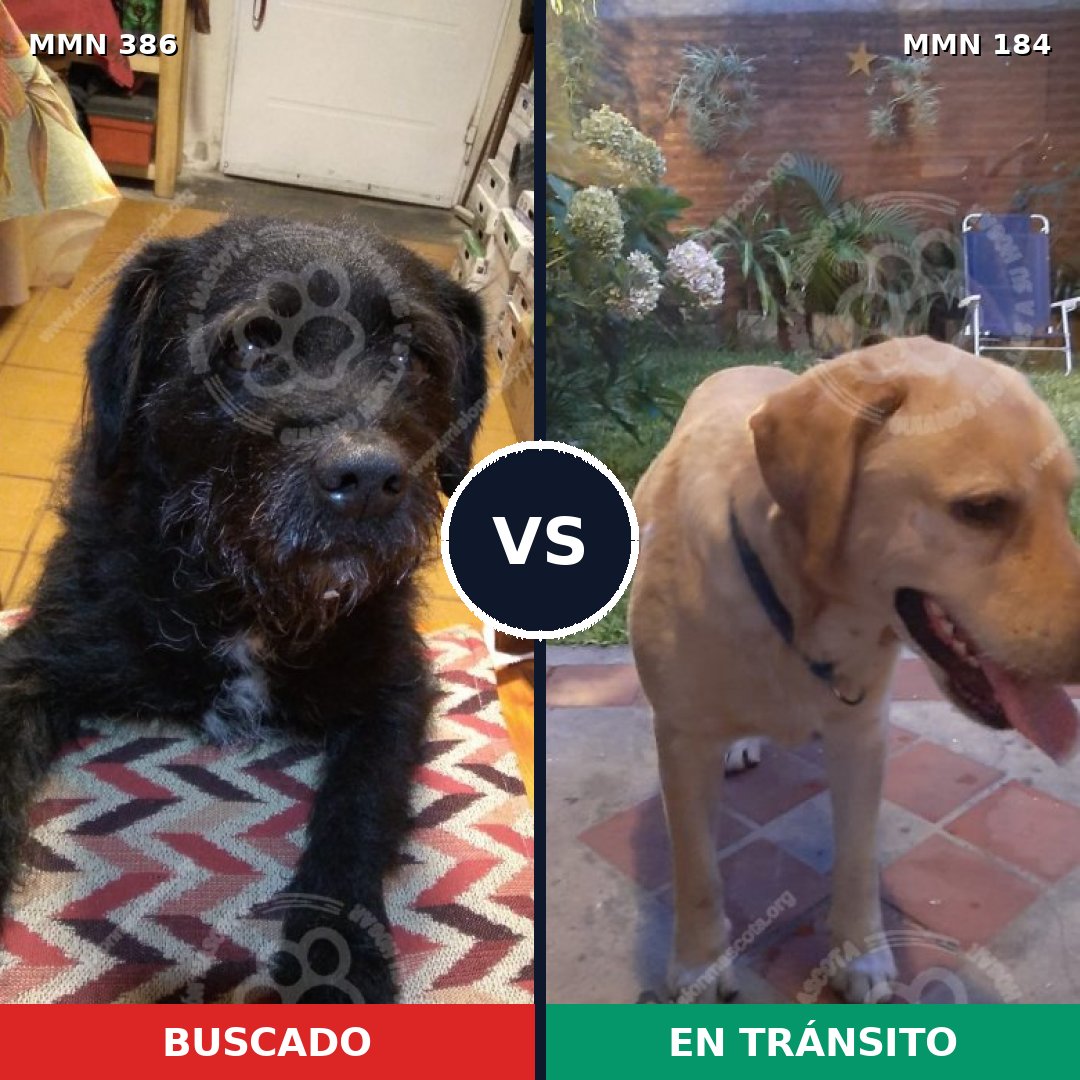 Comparativa MMS 7366: mascota perdida y mascota encontrada, 57% de similitud