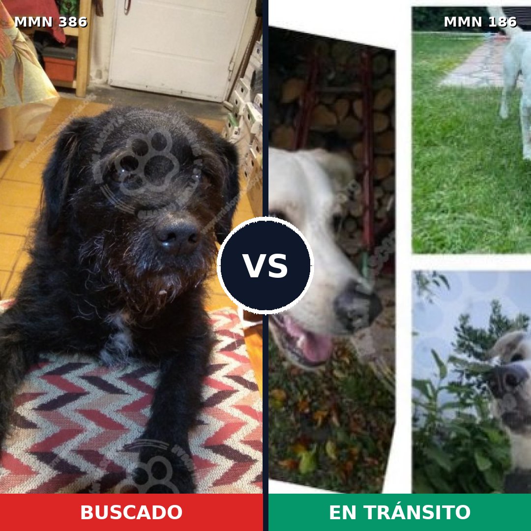 Comparativa MMS 7367: mascota perdida y mascota encontrada, 66% de similitud