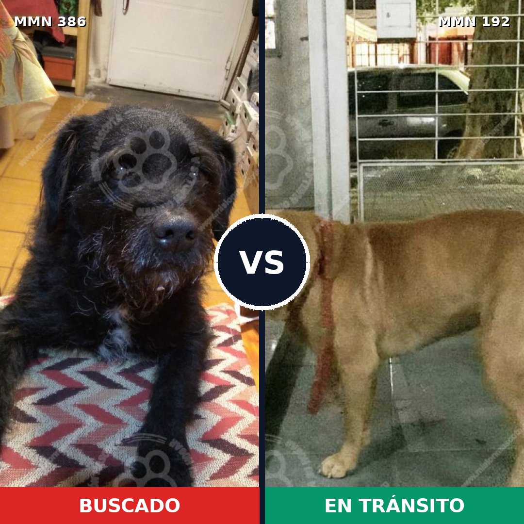 Comparativa MMS 7369: mascota perdida y mascota encontrada, 55% de similitud