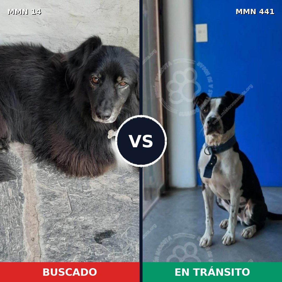 Comparativa MMS 737: mascota perdida y mascota encontrada, 82% de similitud
