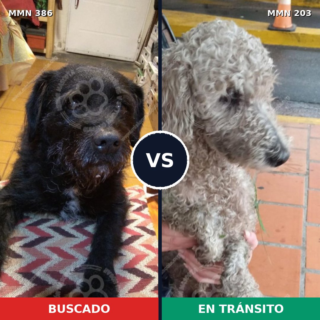 Comparativa MMS 7372: mascota perdida y mascota encontrada, 34% de similitud