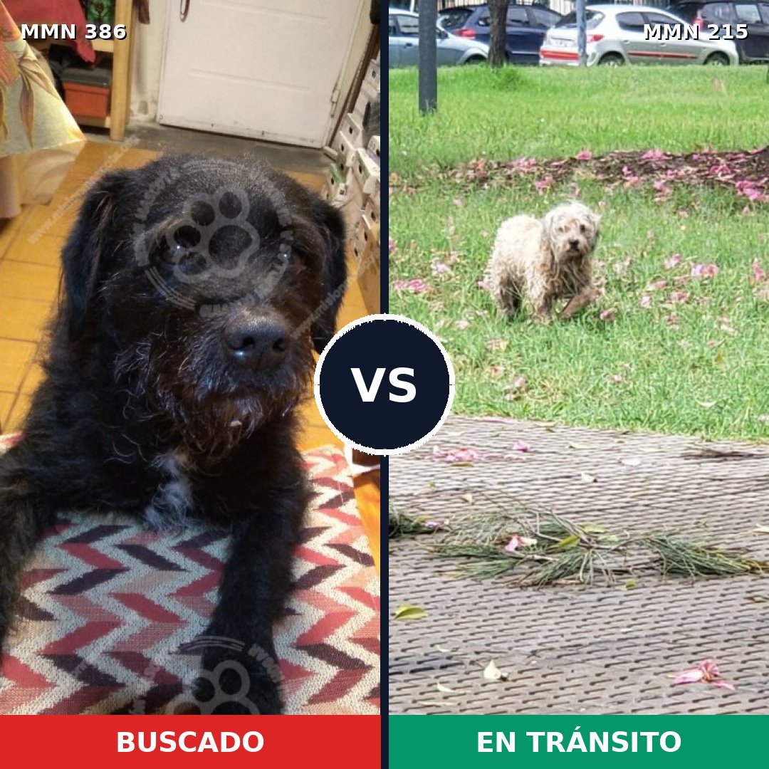 Comparativa MMS 7373: mascota perdida y mascota encontrada, 65% de similitud