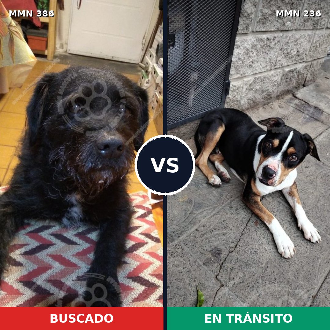 Comparativa MMS 7374: mascota perdida y mascota encontrada, 50% de similitud