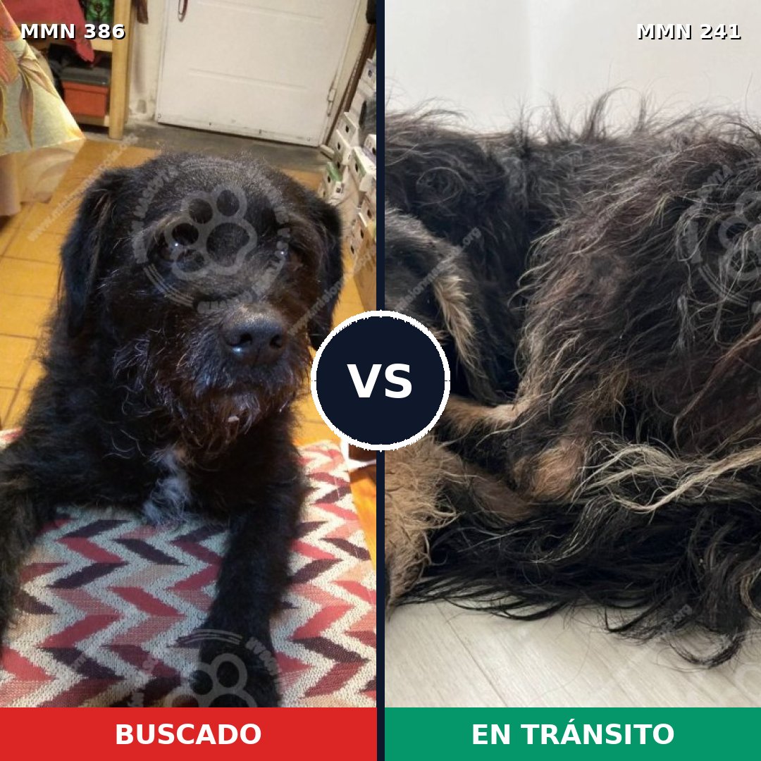 Comparativa MMS 7375: mascota perdida y mascota encontrada, 68% de similitud