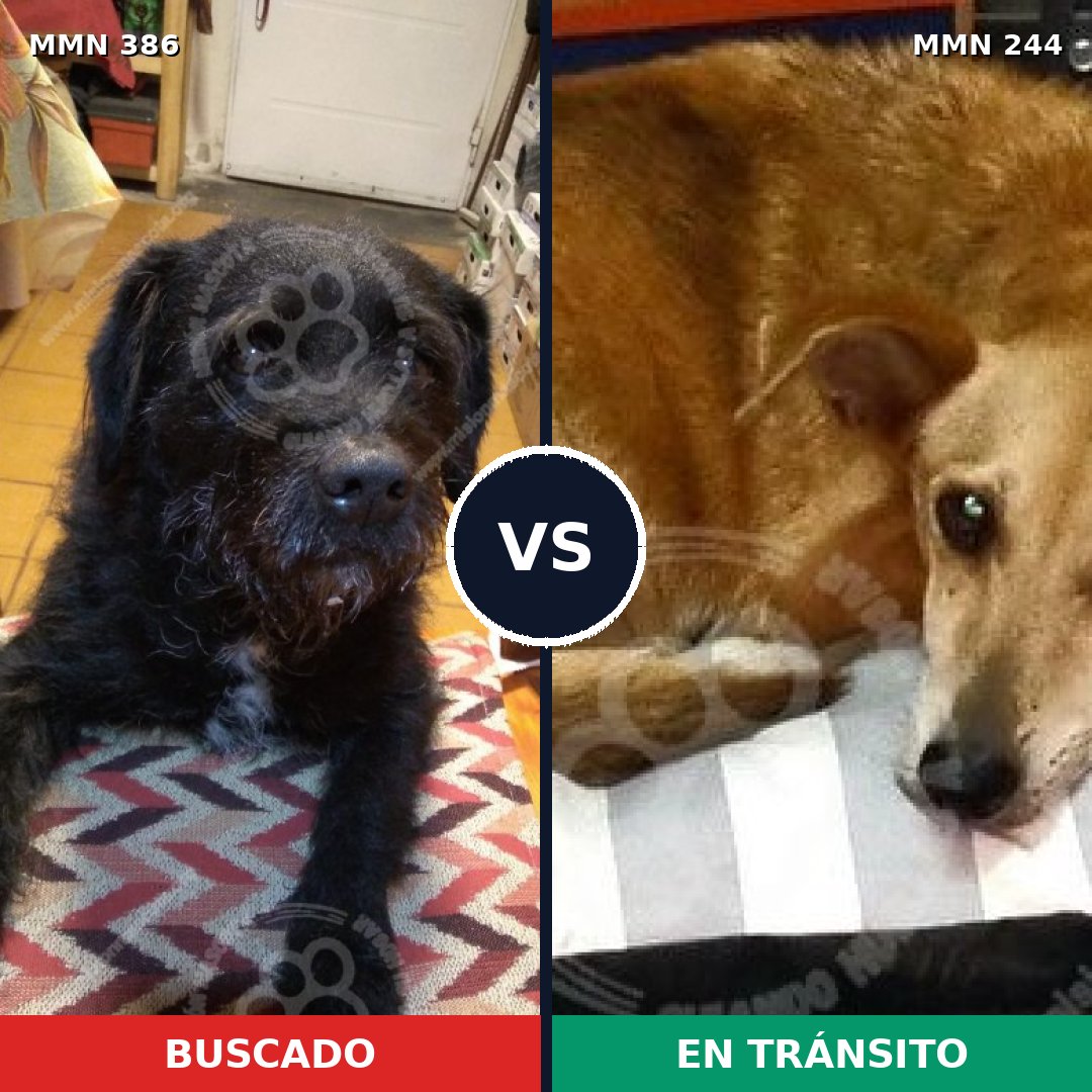 Comparativa MMS 7376: mascota perdida y mascota encontrada, 72% de similitud
