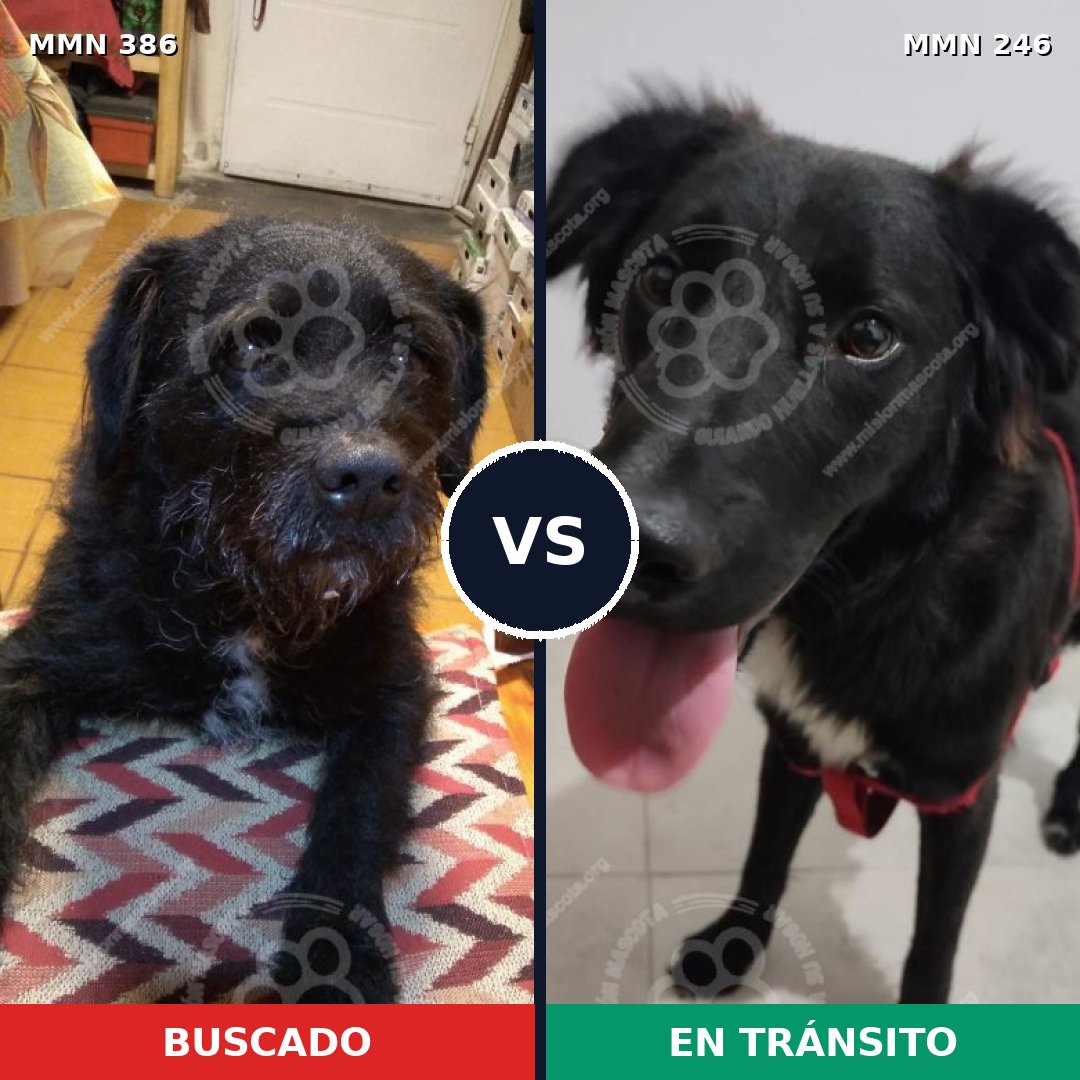 Comparativa MMS 7378: mascota perdida y mascota encontrada, 85% de similitud