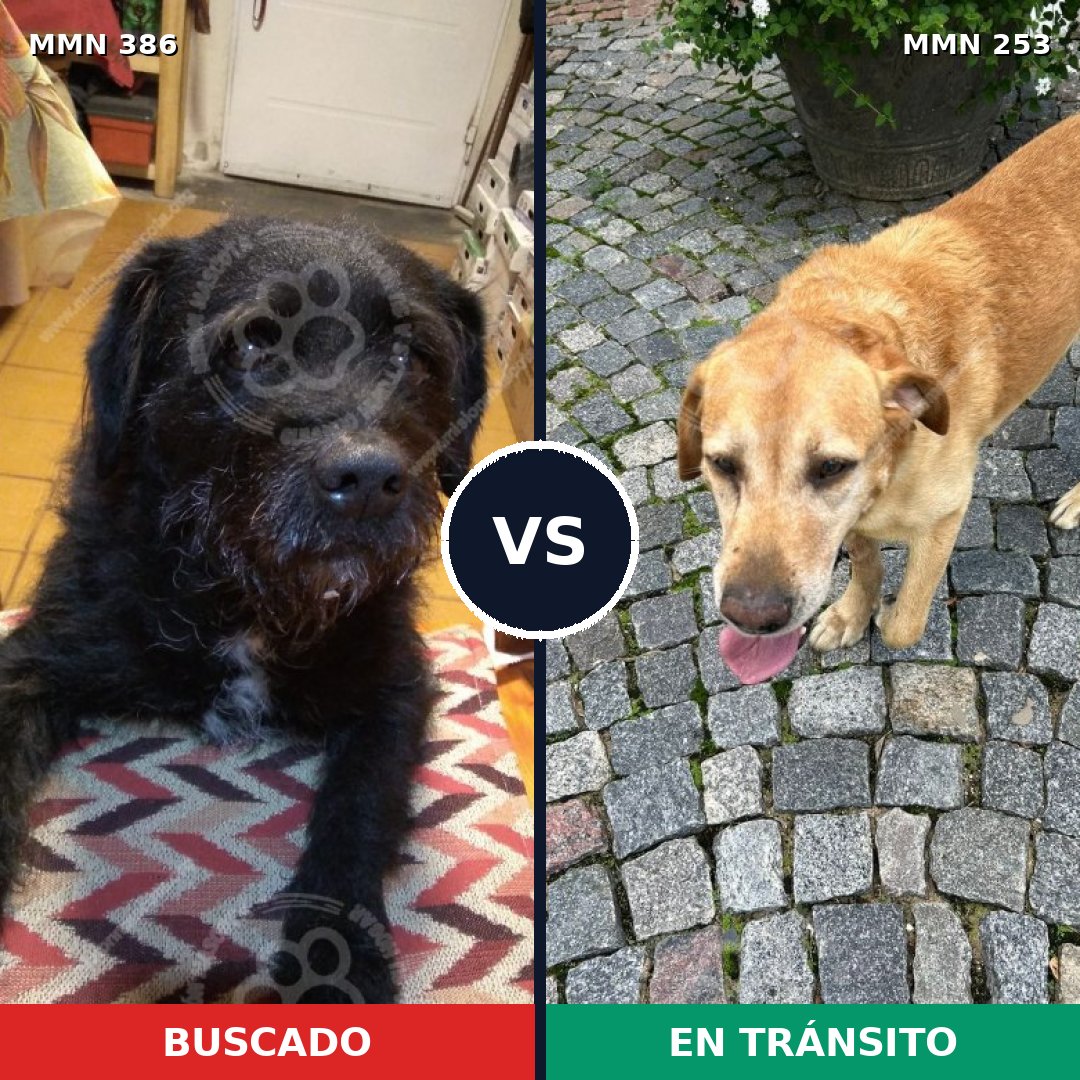 Comparativa MMS 7379: mascota perdida y mascota encontrada, 57% de similitud