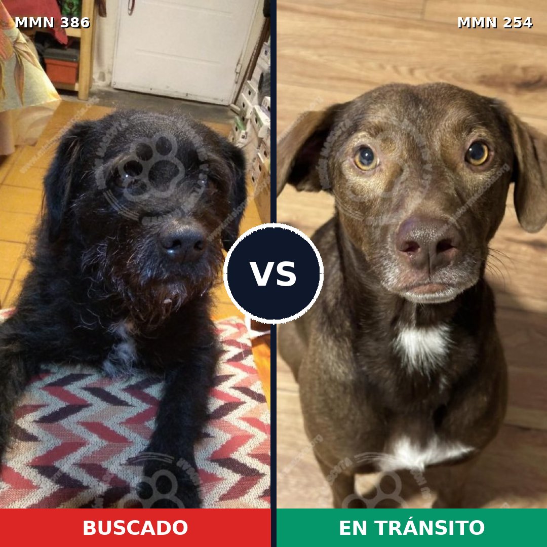 Comparativa MMS 7380: mascota perdida y mascota encontrada, 73% de similitud