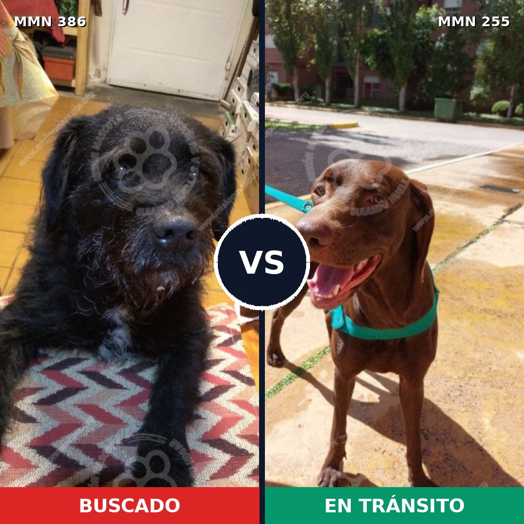 Comparativa MMS 7381: mascota perdida y mascota encontrada, 55% de similitud