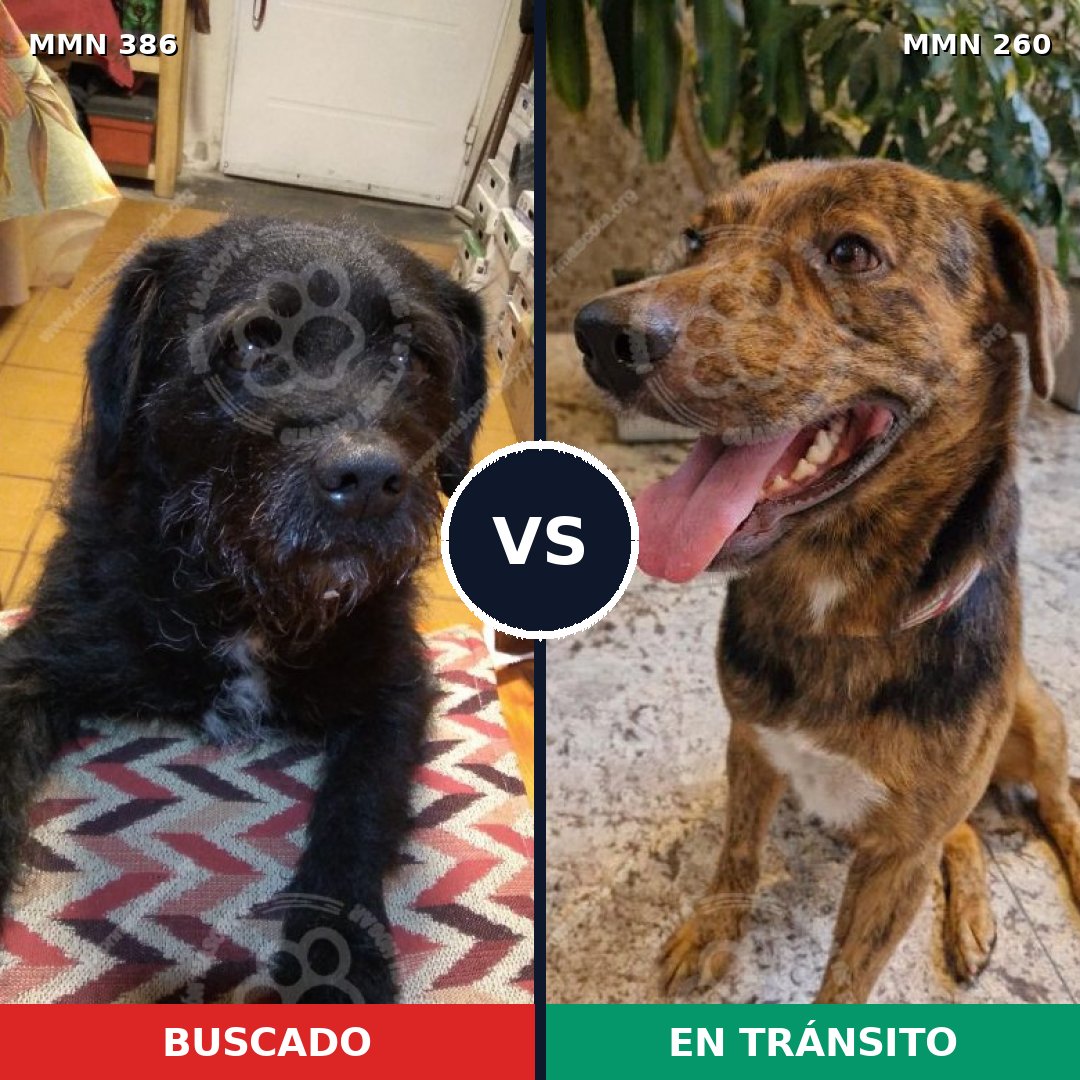 Comparativa MMS 7382: mascota perdida y mascota encontrada, 67% de similitud