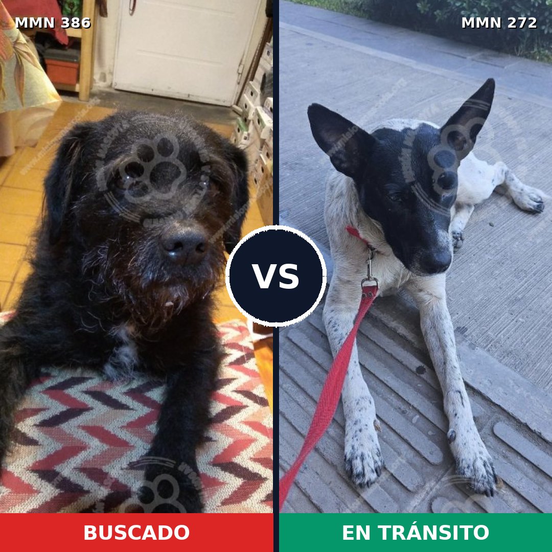 Comparativa MMS 7383: mascota perdida y mascota encontrada, 67% de similitud
