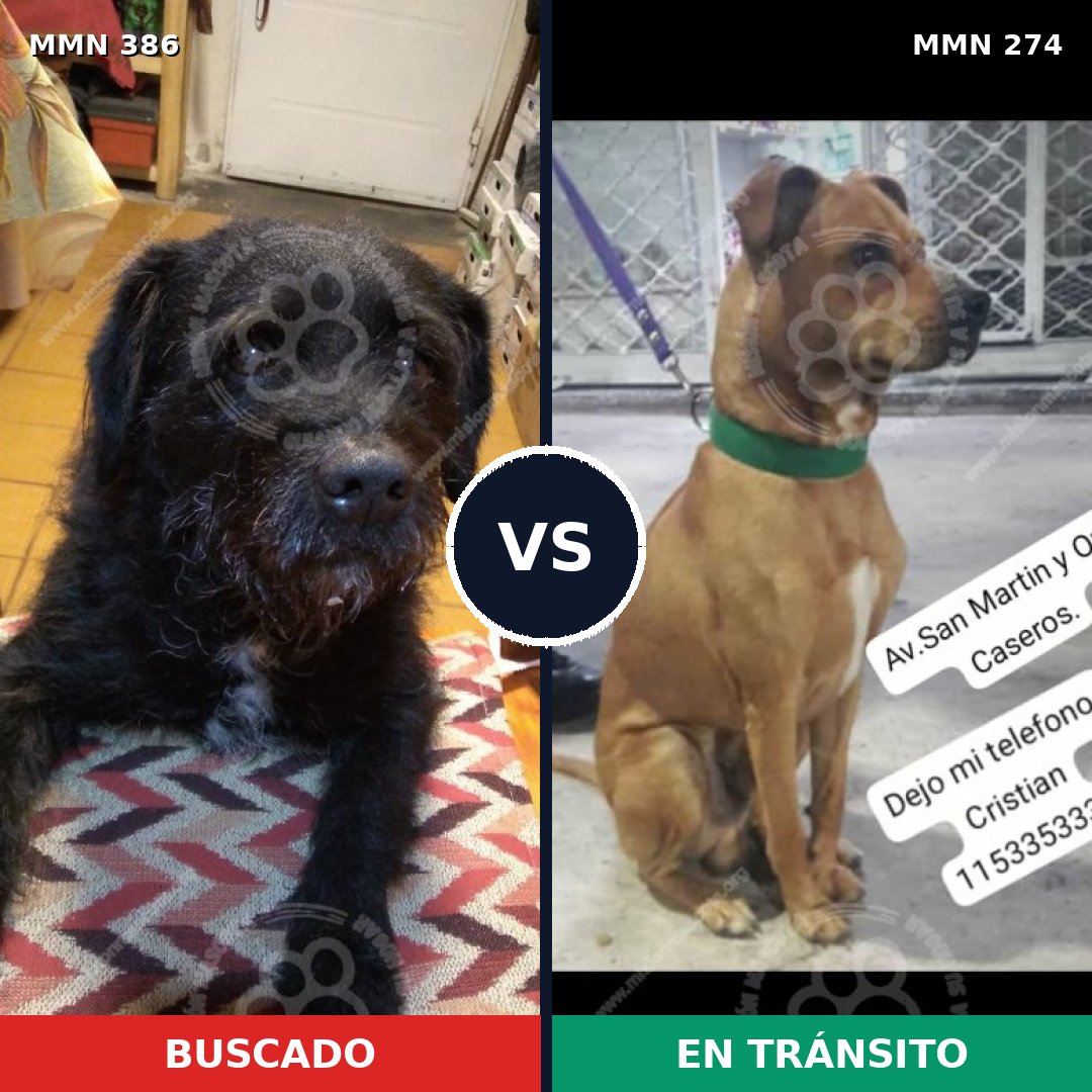 Comparativa MMS 7384: mascota perdida y mascota encontrada, 76% de similitud