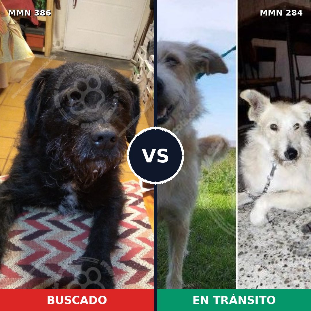 Comparativa MMS 7385: mascota perdida y mascota encontrada, 77% de similitud