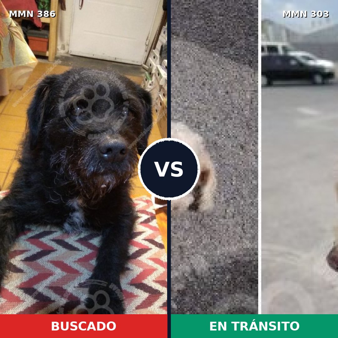 Comparativa MMS 7386: mascota perdida y mascota encontrada, 37% de similitud