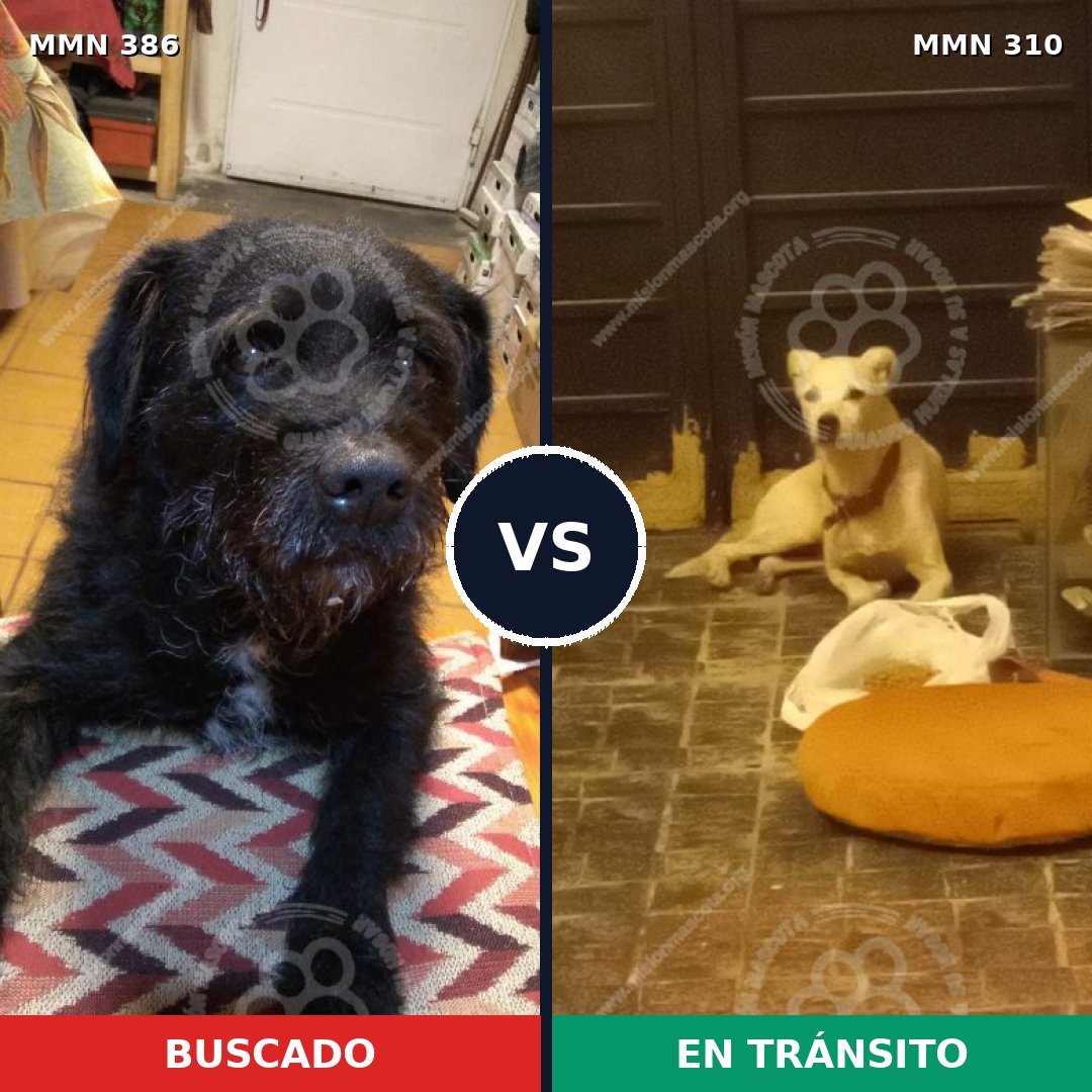 Comparativa MMS 7387: mascota perdida y mascota encontrada, 79% de similitud