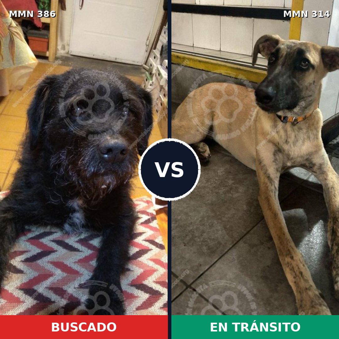 Comparativa MMS 7388: mascota perdida y mascota encontrada, 66% de similitud