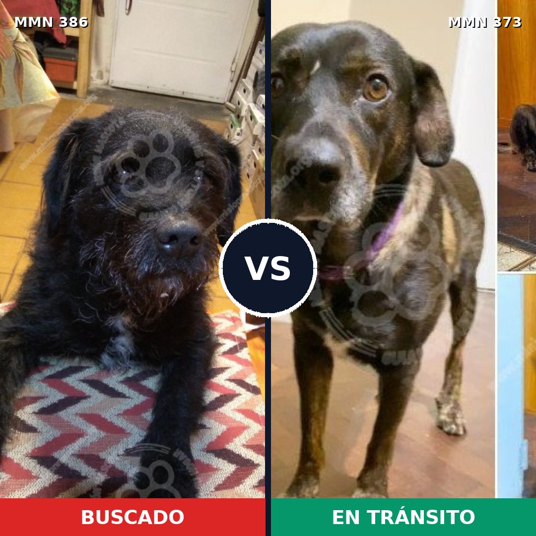 Comparativa MMS 7392: mascota perdida y mascota encontrada, 73% de similitud