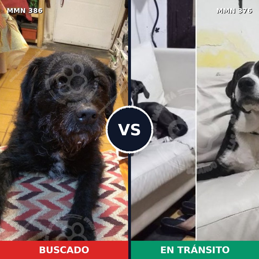 Comparativa MMS 7393: mascota perdida y mascota encontrada, 93% de similitud
