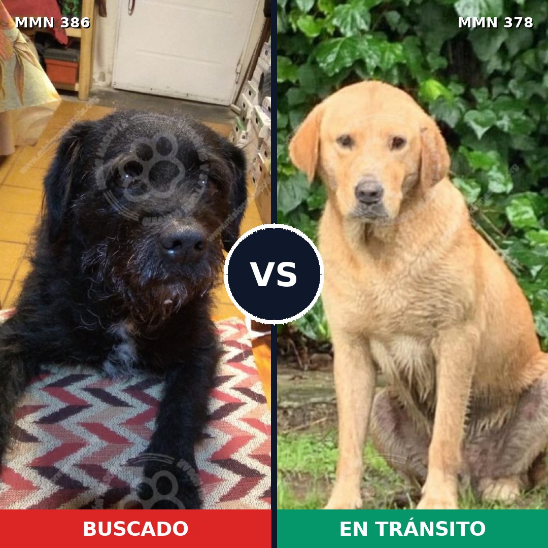 Comparativa MMS 7394: mascota perdida y mascota encontrada, 36% de similitud