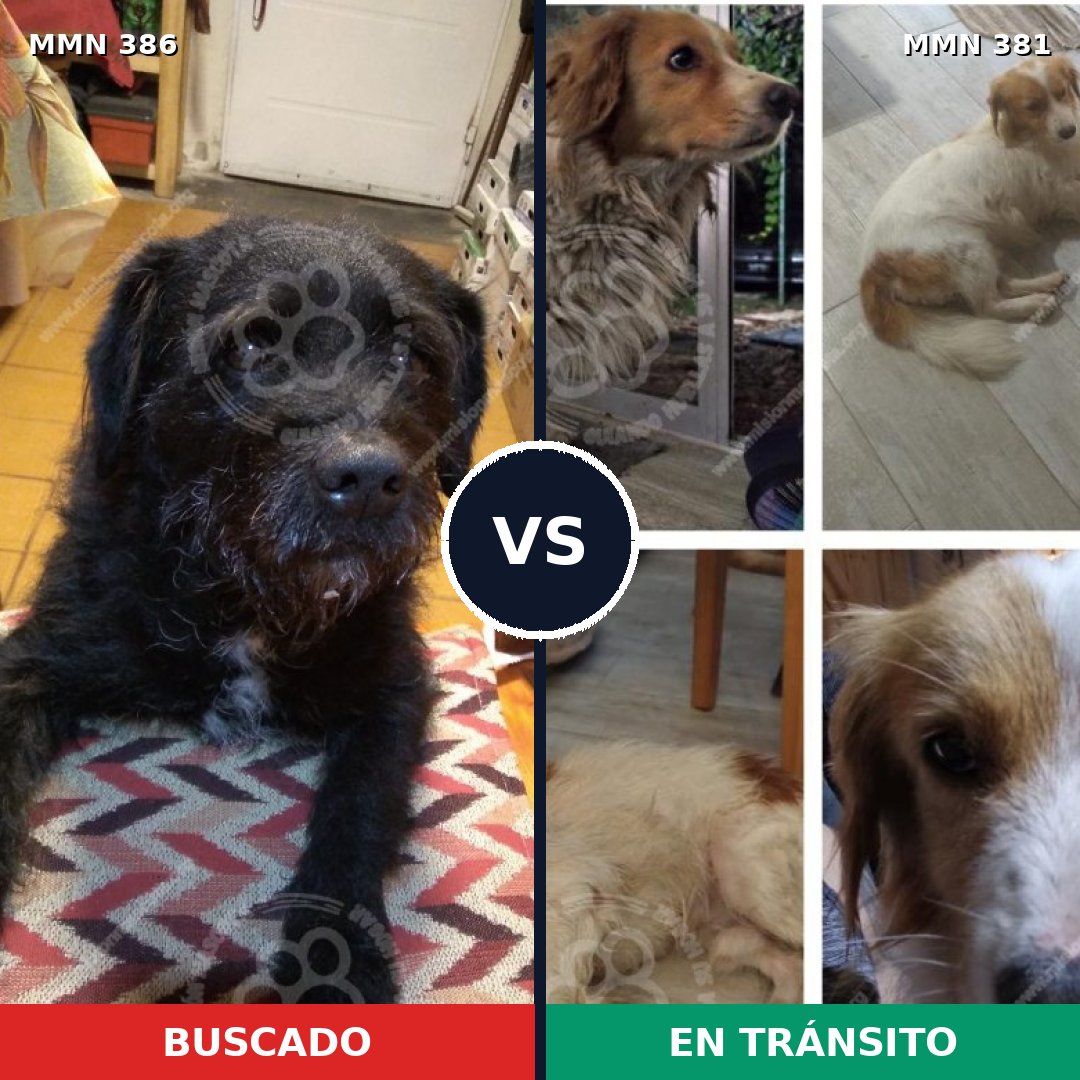 Comparativa MMS 7395: mascota perdida y mascota encontrada, 80% de similitud