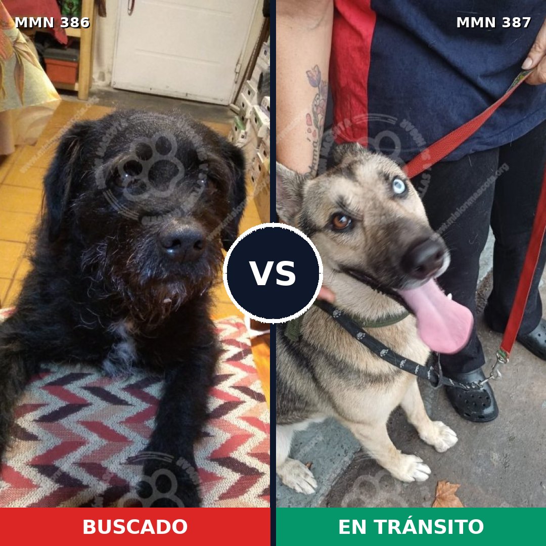 Comparativa MMS 7396: mascota perdida y mascota encontrada, 47% de similitud