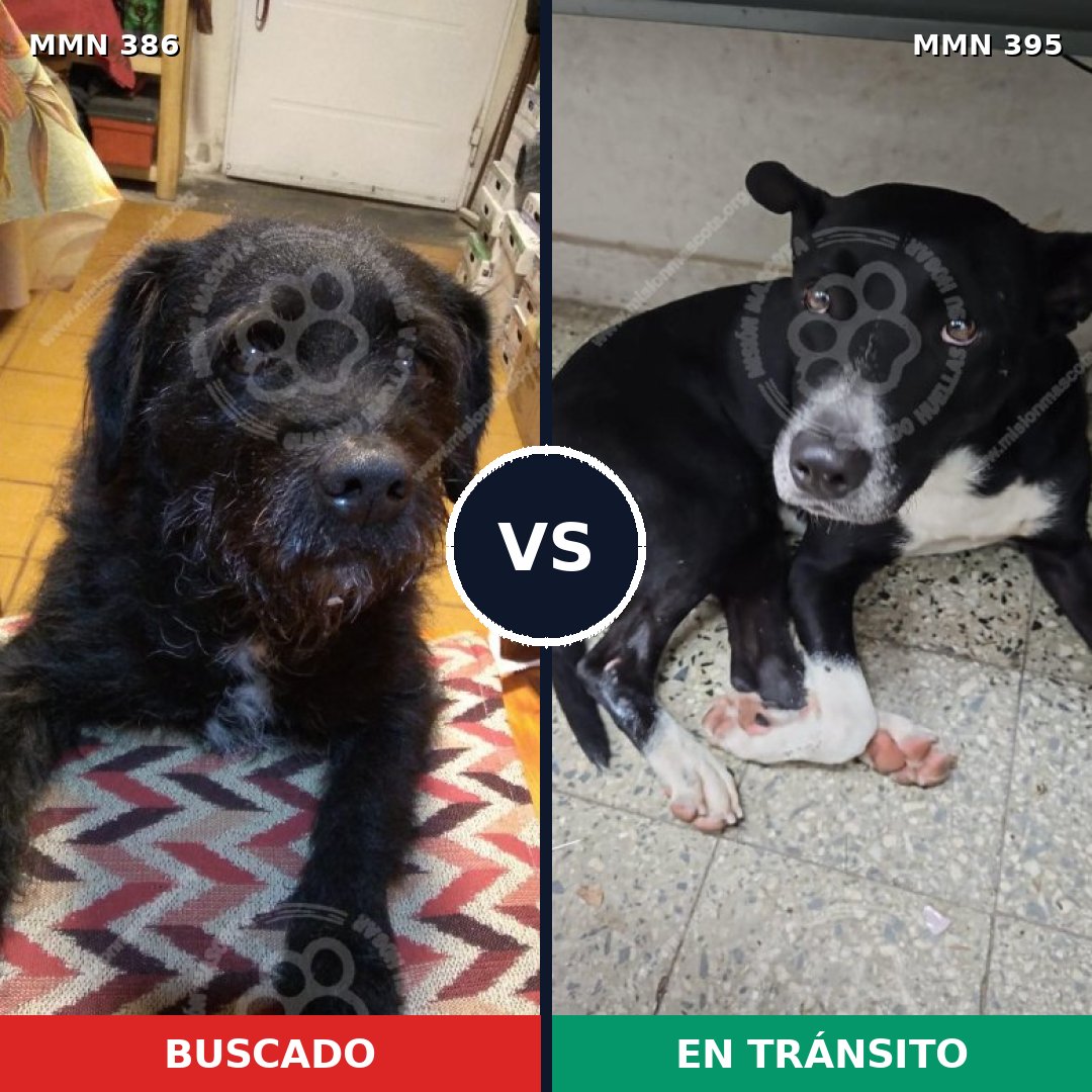 Comparativa MMS 7397: mascota perdida y mascota encontrada, 91% de similitud