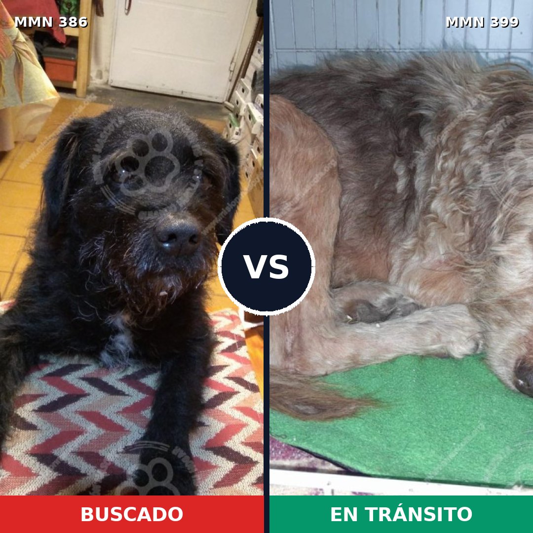 Comparativa MMS 7398: mascota perdida y mascota encontrada, 80% de similitud