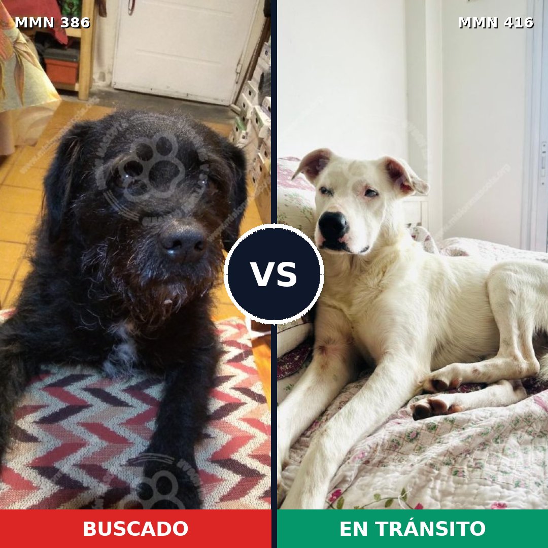 Comparativa MMS 7399: mascota perdida y mascota encontrada, 63% de similitud