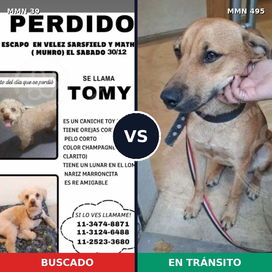Comparativa MMS 74: mascota perdida y mascota encontrada, 19% de similitud