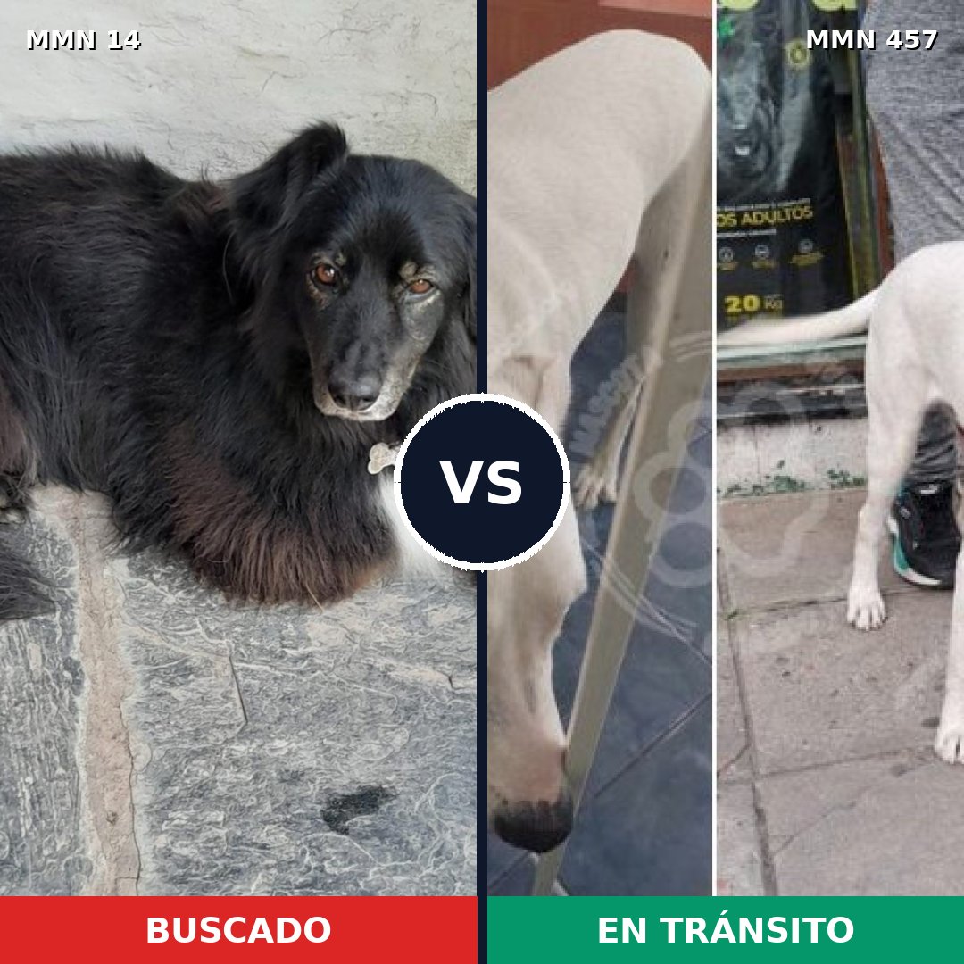 Comparativa MMS 740: mascota perdida y mascota encontrada, 54% de similitud