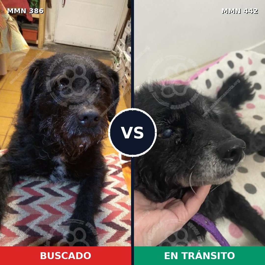 Comparativa MMS 7403: mascota perdida y mascota encontrada, 90% de similitud
