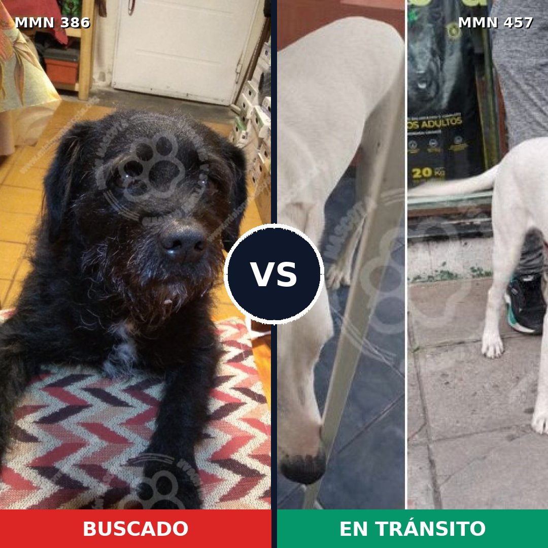 Comparativa MMS 7405: mascota perdida y mascota encontrada, 73% de similitud