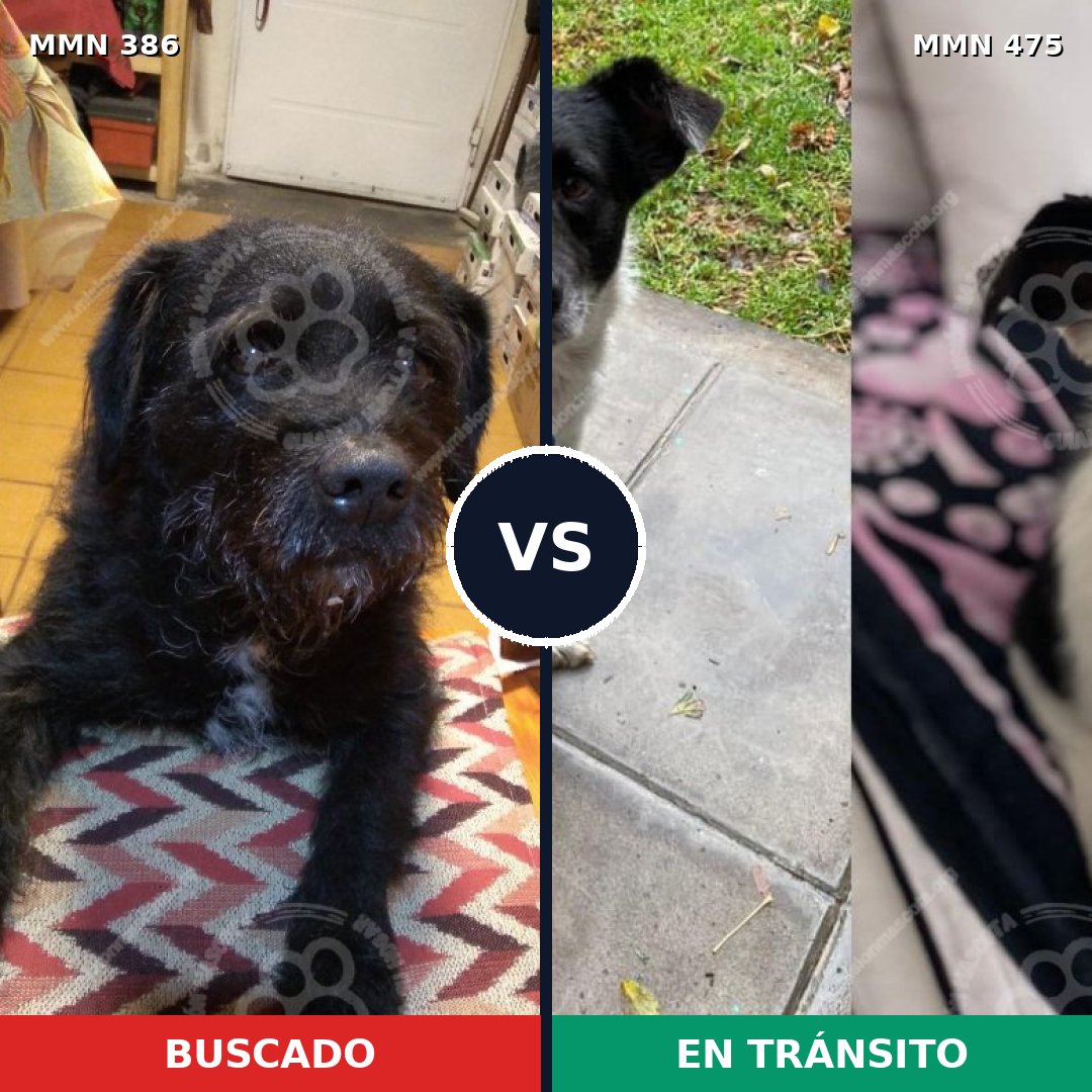 Comparativa MMS 7409: mascota perdida y mascota encontrada, 92% de similitud